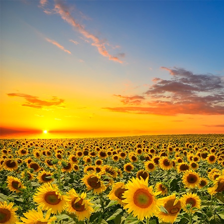 Sunflower Bank Website Experience Design and Digital Marketing Project